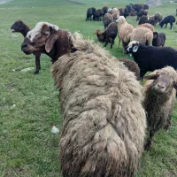 قوچ|حیوانات مزرعه|نیر (اردبیل), |دیوار