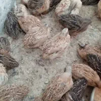 بلدرچین