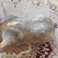هیزه|خوردنی و آشامیدنی|کوهدشت, |دیوار