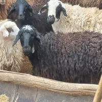 بره نر ۴۰کیلوتا۷۰کیلو