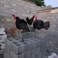 خروس محلی3عدد