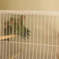 سلام وقت بخیر تعداد ۵ عدد جوجه طوطی عروس کوتوله
