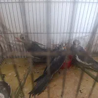 جوجه عروس