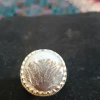 شجر تک درخت قائن سوزنی