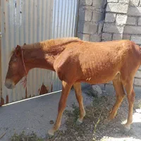 دهلران ‌ ،روستای شحرک وحدت ،