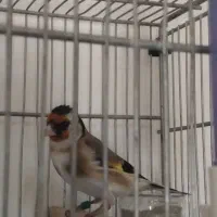 سهره جوجه قفس