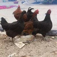 ۳تا مرغ و ۲تا خروس
