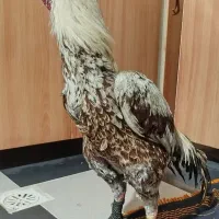 خروس