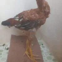 جوجه خروس لاری