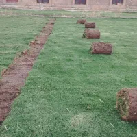 چمن برموداگراس افریقایی