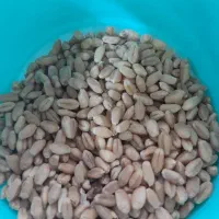 گندم بوجاری شده درجه 1 درشیبان