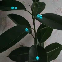 روح شب تاب