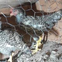 جوجه خروس امروک