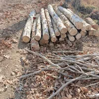 خریدار انواع چوب و قطع درخت