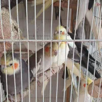 عروس هلندی مولد با تخم