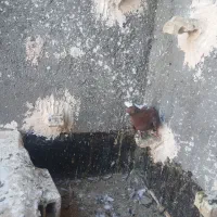 کفتر.کبوتر.چپ .دم سفید.گراف