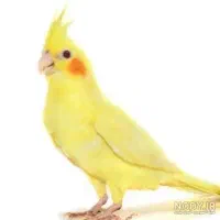 عروس هلندی گمشده