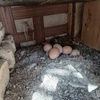 تخم مرغ نصفه دار