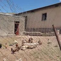 نیاز به سرمایه گذار جهت پرورش قو و غاز
