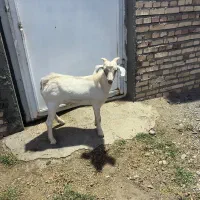 بز غاله نژاد دار اصل