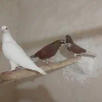 پرشی