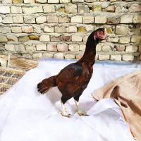 مرغ لاری ترک و جوجه