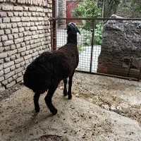 بره