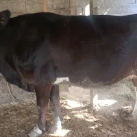 گاو حامله