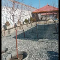 خدمات باغبانی هرس.سمپاشی  اصلاح خاک