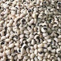 لوبیا چشم بلبلی خوش پخت