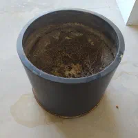 گلدون