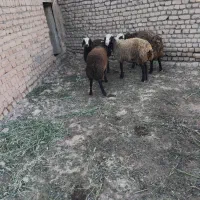 بره نرچاق