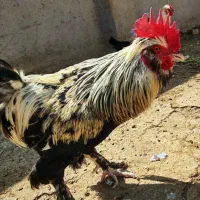 خروس|حیوانات مزرعه|سروستان, |دیوار