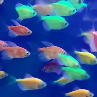 ماهی گیاه خوار گوشتخوارمانستر لوازم  غذا پمپ