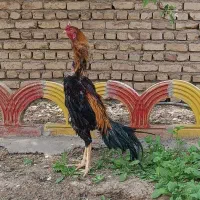جوجه لاری اوشامو خالص