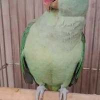 شاه طوطی جفت تربیت شده