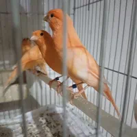 قناری قرص بخوان