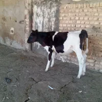 گاو گوساله نر‌‌.تلیسه