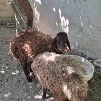 یک راست بره نر و یکی ماده به فروش می‌رسد