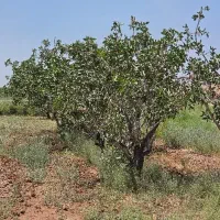فروش باغ پسته کشاورزی