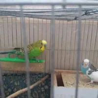 یک جفت مرغ عشق سالم و سرحال