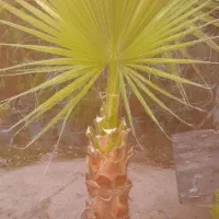 فروش کلی درخت پالم ۴ ساله