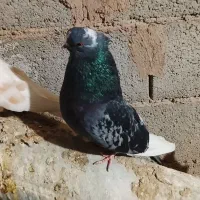 معاوظه ماده شازده قنار