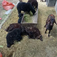 بره قزل افشار