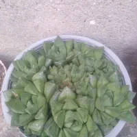 گل های طبیعی وآپارتمانی