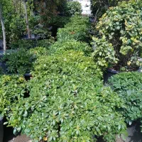 پیت اسپرم جعبه