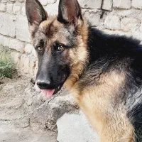 سگ ژرمن ماده