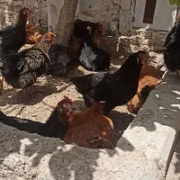 تعدادی مرغ تخم گزار به شرط تخم میدم