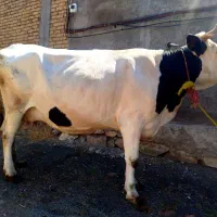 گاو آبستن