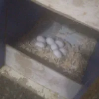 تخم عروس آلبینو وگرینچیک